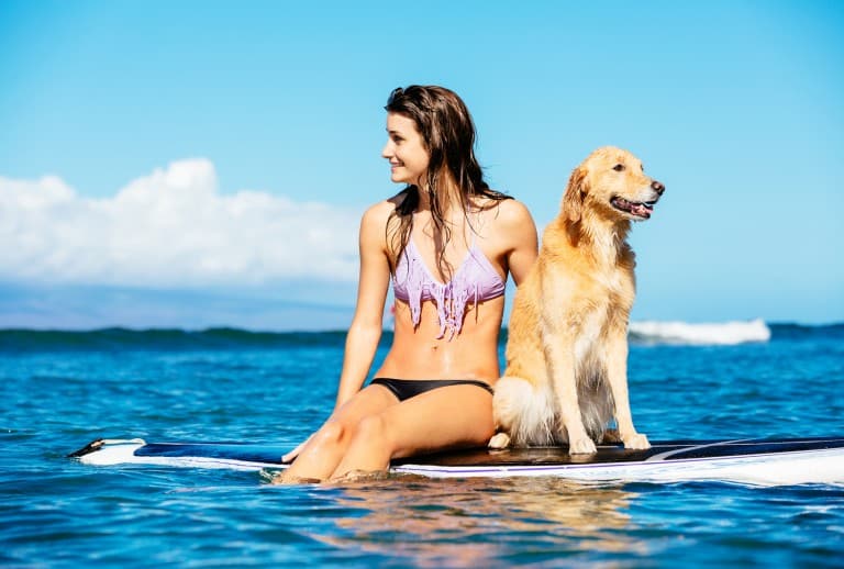 Nos conseils pour bien voyager avec son chien