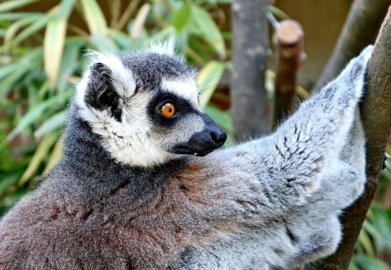 Les différentes raisons de visiter Madagascar