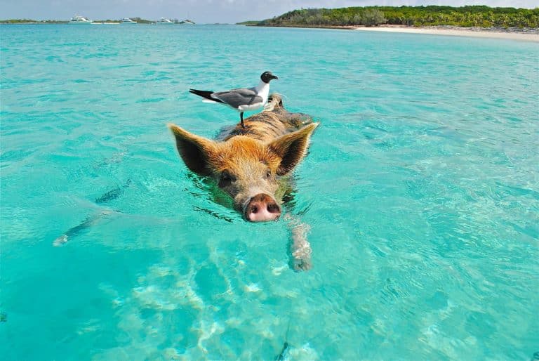 Voyage aux Bahamas : les meilleures choses à faire à Nassau