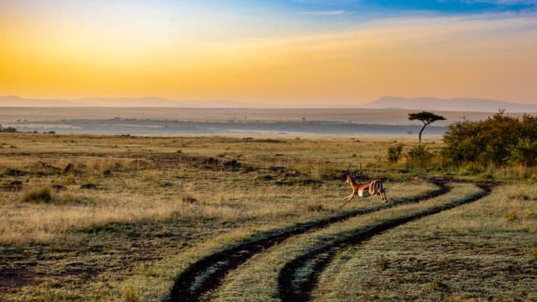 Planifier votre voyage au Kenya