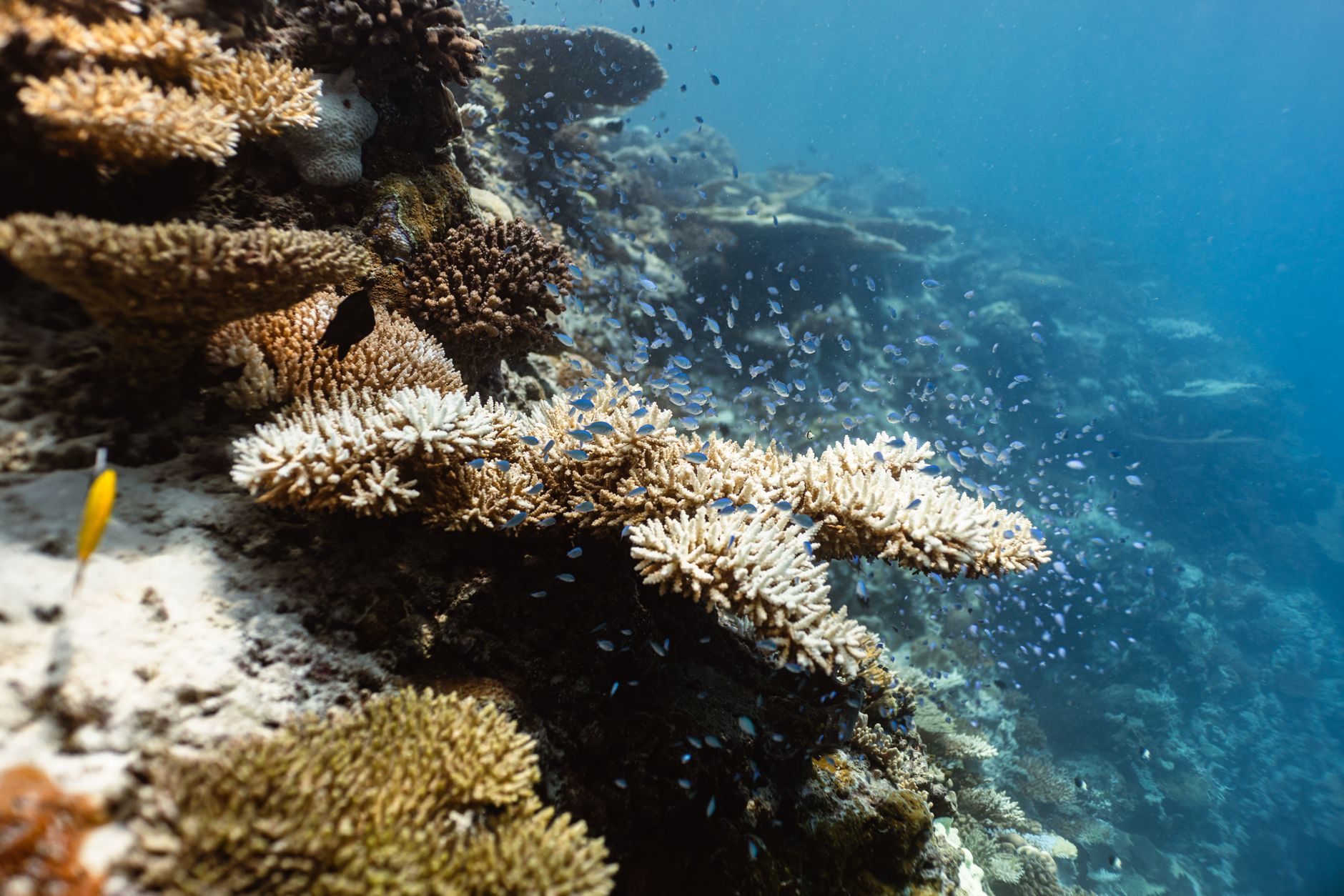Quelles merveilles se cachent dans l&rsquo;odyssée aquatique ?