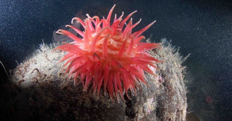 Quelles merveilles cachent les profondeurs des fonds marins ?