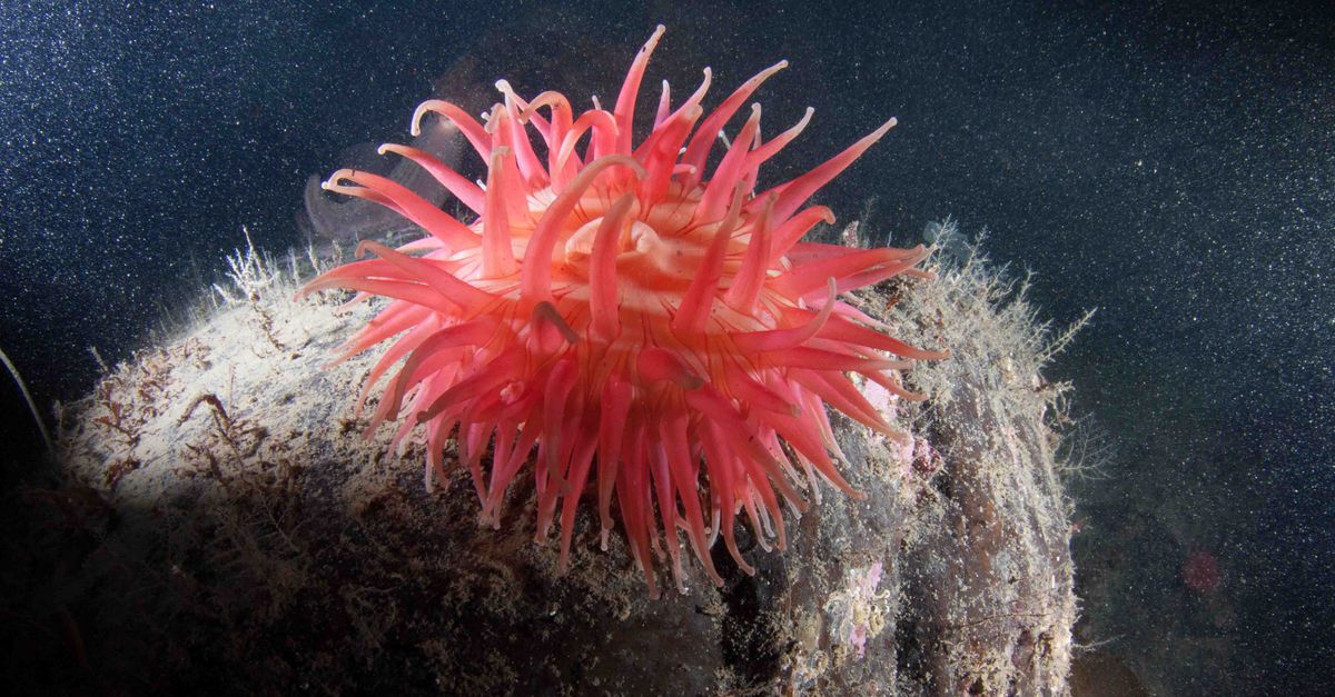 Quelles merveilles cachent les profondeurs des fonds marins ?