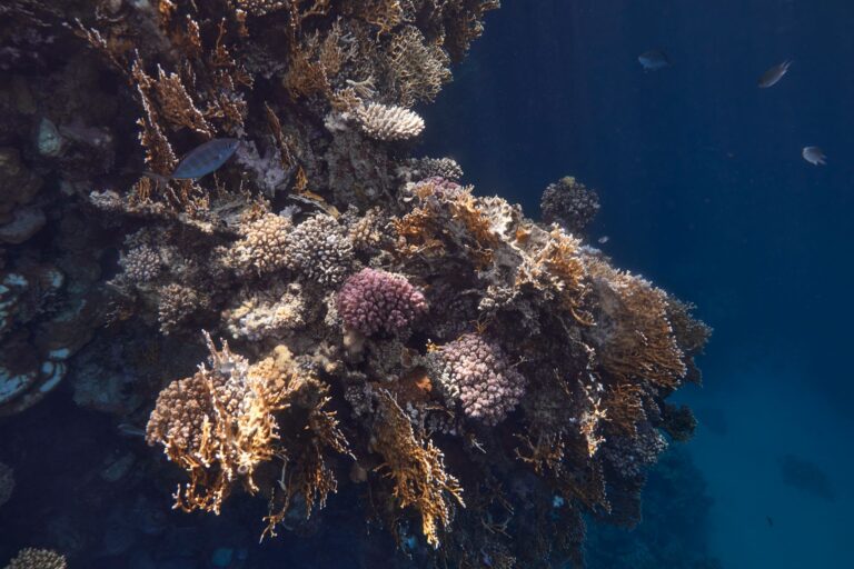La réserve marine d’Aqaba en Jordanie inscrite au patrimoine mondial de l’UNESCO