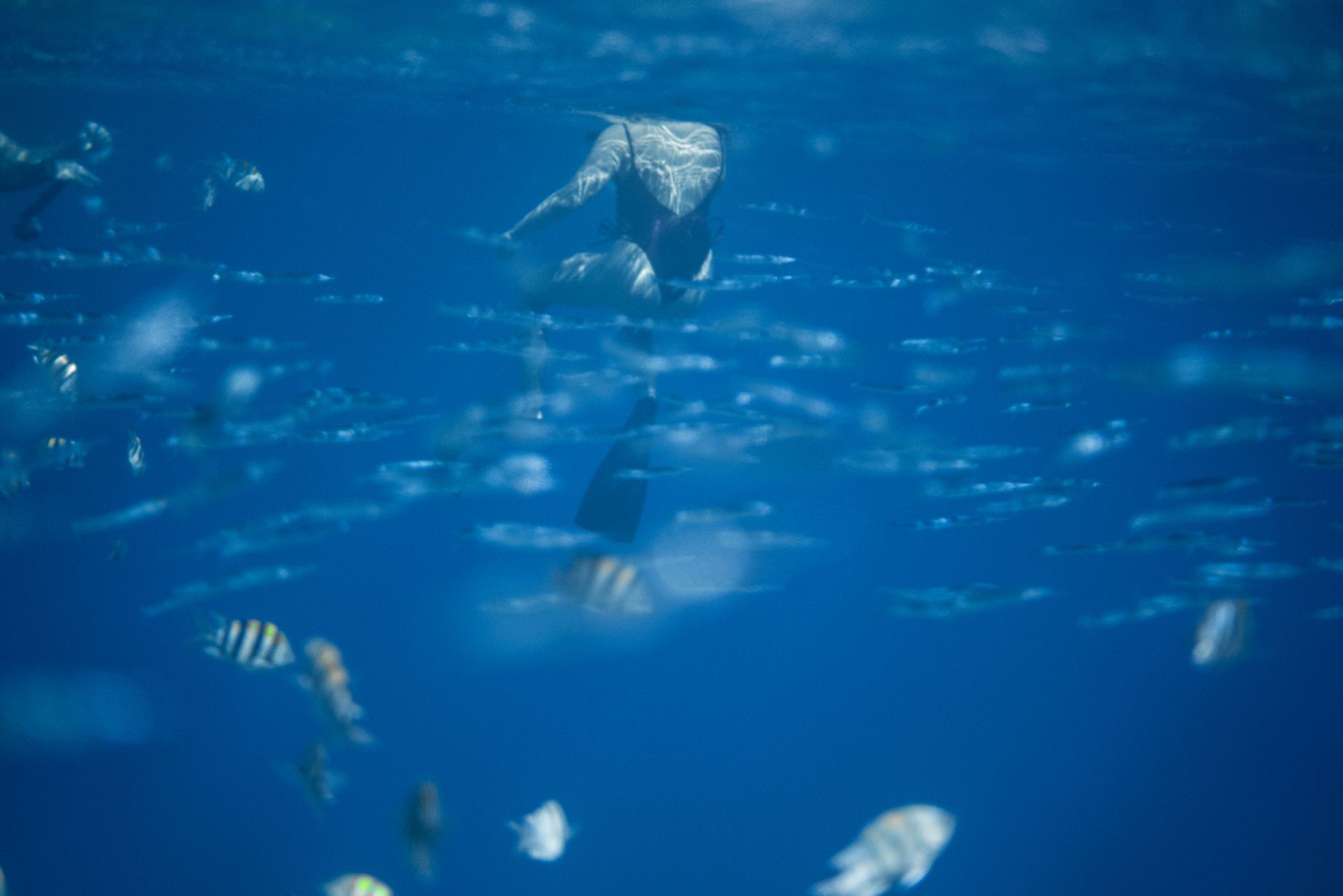 Vue sous-marine captivante d'un plongeur nageant parmi un banc de poissons tropicaux.