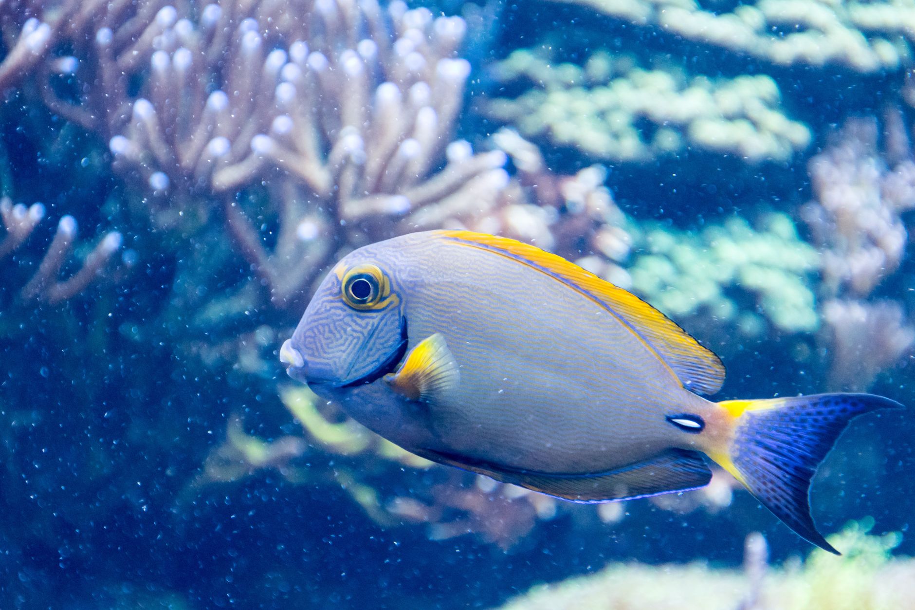 Un poisson vivaneau vif nageant gracieusement dans un récif corallien sous-marin animé, montrant la beauté de la vie marine.