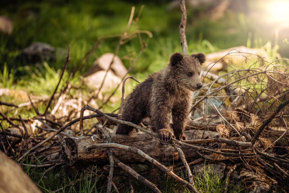 À Somiedo, voir un ours reste possible sans pouvoir accéder à tout son territoire